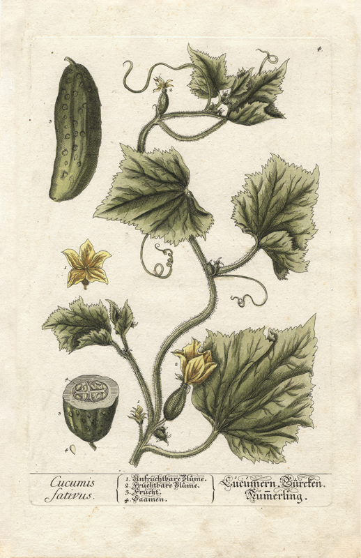 Botanicals : Nostalgia Fine Art - Antique Prints - Giclee Prints 